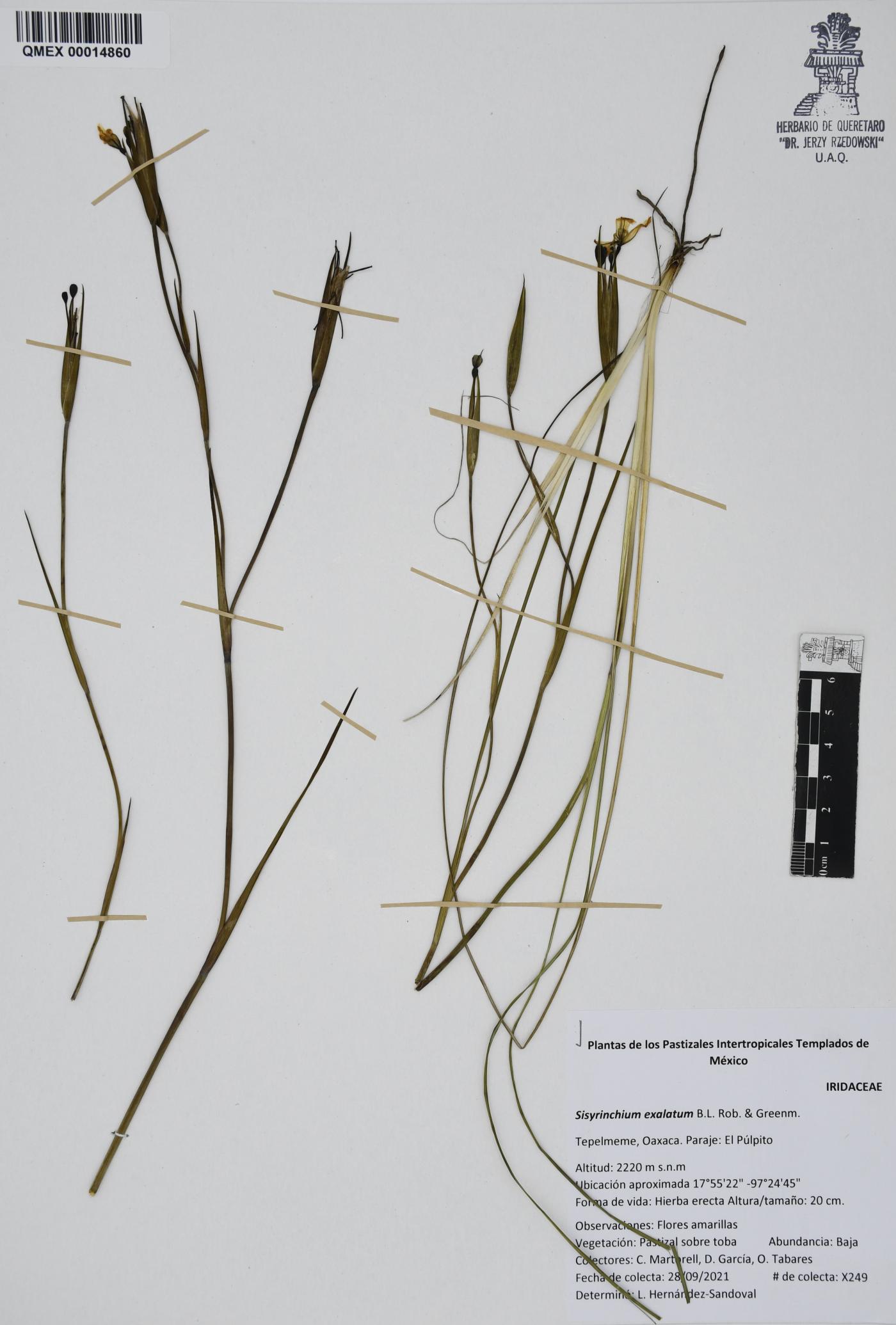 Sisyrinchium exalatum image